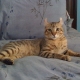 Highlander cat review