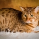 Ocicat: cat breed description and care