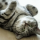 The color of the British cat Whiskas: features of color and subtleties of care