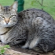 Color, maintenance and feeding of mongrel cats and cats