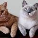 Colors of British cats