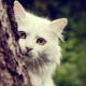 Description of Angora cats, their features of keeping and feeding