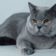 Description of blue British cats and the subtleties of their maintenance