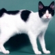 Description, nature, feeding and breeding of cats Japanese Bobtail
