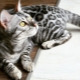 Description and rules for keeping bengal gray cats
