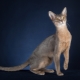 Description and maintenance of blue Abyssinian cats