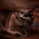 Description and maintenance of chocolate Burmese cats