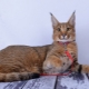 Description and maintenance of cats of the Karaket breed