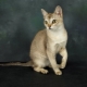 Description and content of Singapore cats