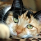 Description of breeds and maintenance of tricolor cats