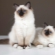 Description of the breed and character of Burmese cats