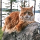 Main colors of Maine Coons