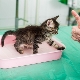 Features of antigadin for cats and rules for its use