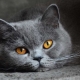  Features of the character of British cats