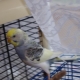 Features of molt in budgies