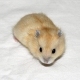 Breeding features of Dzungarian hamsters