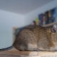 Features of keeping degus at home