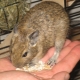 Features of choosing a degu cage