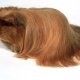 Peruvian guinea pigs: breed description and care features