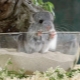 Chinchilla bathing sand: how to choose and use?