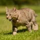 Pixiebob: features of the breed of cats and their conditions of keeping