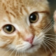 Why do cats trample us with their paws?