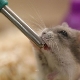 Drinking bowls for a hamster: types, installation and manufacture
