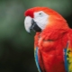 Macaw parrot: types, rules of keeping and breeding