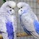 Parrot Czech: distinctive features and rules of care