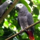 Parrot gray: description of species, features of content, selection rules