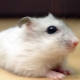 Popular domestic and unusual breeds of hamsters