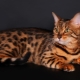 Breeds of cats and brindle cats and their content