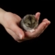 Rules for keeping a Dzungarian hamster at home