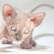 Life expectancy of Sphynx cats and ways to extend it