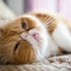 The origin of the exotic cat breed, care and breeding