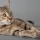 The origin, description and content of Egyptian Mau cats