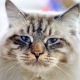 Ragamuffin: description of the breed of cats, maintenance and breeding