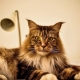Maine Coon sizes
