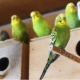 Reproduction of budgies at home