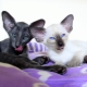 Variety of colors of oriental cats