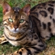 Bengal cat food rating