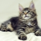 Maine Coon keeping recommendations