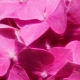 Pink color in psychology