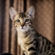 The most expensive cat in the world