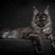 The largest Maine Coon in the world