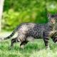 Savannah: description of the breed, features of character and content