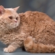 Selkirk Rex: features, choice and care rules