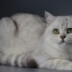 Silver British chinchilla: description and content of cats