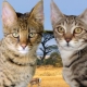 Serengeti: description of the breed of cats, features of the content