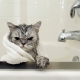 How to choose and use a shampoo for cats?